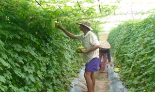 Châu Thành, Thị xã: Tổng kết 20 năm hoạt động khuyến nông