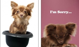 Hấp dẫn cuộc thi Top Dog Model