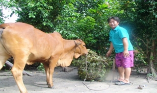 Trảng Bàng: Nợ xấu, quá hạn có chiều hướng tăng