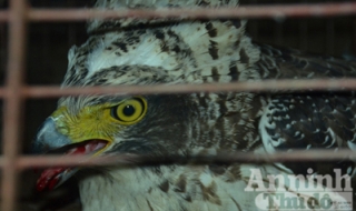 Phát hiện chim lớn hiếm có ở Quảng Trị