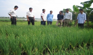 Bến Cầu: Ra mắt Tổ hợp tác trồng hành