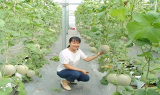 Nông dân Trảng Bàng: Trồng cây ăn trái theo tiêu chuẩn Vietgap