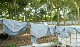 Trảng Bàng: Một doanh nghiệp gây ô nhiễm môi trường