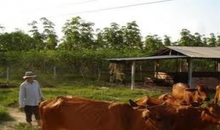 Huyện Tân Châu: Chăn nuôi phát triển tốt