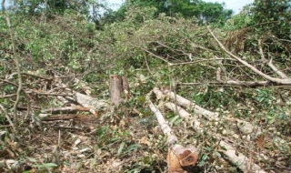 Chi cục Kiểm lâm Tây Ninh: Xử phạt nghiêm để ngăn chặn nạn phá rừng