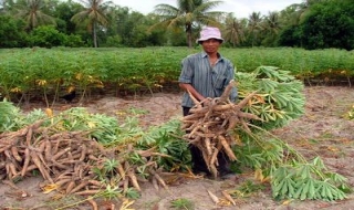 Tân Châu: Xuống giống vụ Đông xuân đạt 114% so cùng kỳ