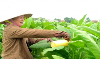 Nông dân Trảng Bàng phấn khởi thu hoạch cây thuốc lá
