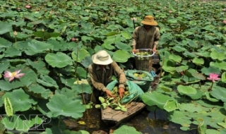 Vùng sen Tân Thạnh