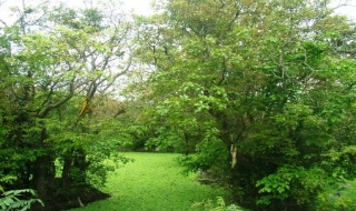 Chiêm ngưỡng rừng lộc vừng cổ thụ