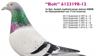 Chim bồ câu giá 8 tỷ đồng
