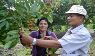 Hội CCB huyện Hòa Thành: Hỗ trợ hội viên thoát nghèo thông qua nguồn vốn vay uỷ thác