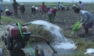 Vụ Đông xuân 2013-2014, thuốc lá vàng vẫn là cây trồng chủ lực ở Bến Cầu