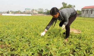 Giòn, ngọt vị rau tiến vua ở xứ Đoài