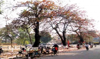 Thị xã Sơn Tây rực đỏ trong mùa bàng trút lá