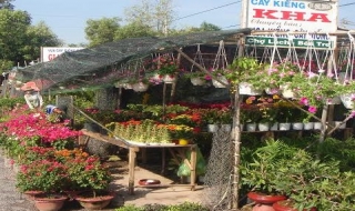 Bến Cầu: Vắng khách mua hoa Tết