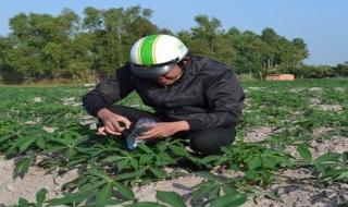 Châu Thành: Thả ong ký sinh phòng trừ rệp sáp bột hồng trên cây mì