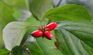 Bài thuốc trị loãng xương