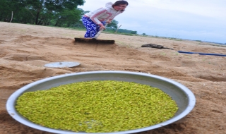 Làng làm giá đỗ lớn nhất miền Trung vào Tết