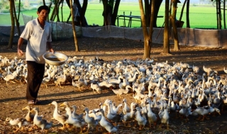 Có dấu hiệu lây lan cúm A/H5N1 ở huyện Châu Thành