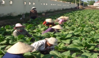 Nông dân Bến Cầu phấn khởi với cây thuốc lá vàng