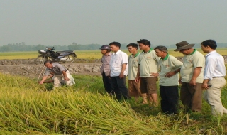 Năm 2013, giá trị sản xuất nông nghiệp của Gò Dầu đạt trên 100% kế hoạch