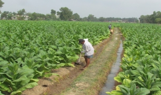 Nông dân các xã cánh Tây Trảng Bàng: Hy vọng được mùa thuốc lá vàng