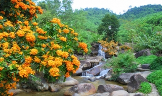 Suối Hoa mỗi độ xuân về