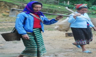 Đào sâm ở Pù Chóm Đém