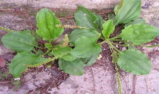 Rau móng ngựa lợi tiểu, giảm ho