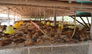 Châu Thành: Thêm gà chết nghi do cúm A/H5N1