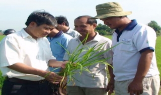 Châu Thành: Xuống giống gần 13.000 ha vụ lúa  Đông Xuân