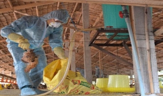 Dịch cúm gia cầm lan rộng ở Châu Thành