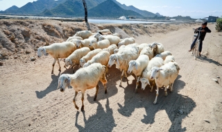 Về Hòn Đỏ ăn cá đối