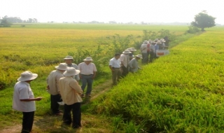 Bến Cầu: Hội thảo đầu bờ đánh giá ruộng sản xuất giống lúa lai Arize B-TE-1