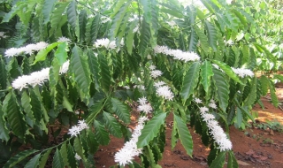 Tây Nguyên mùa hoa cà phê