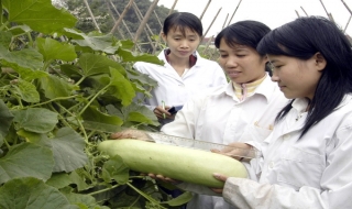 Việt Nam và Mozambique hợp tác phát triển nông nghiệp