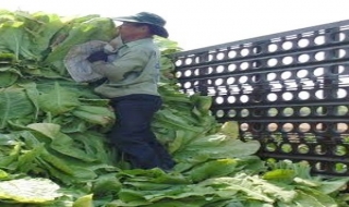 Nông dân Châu Thành trúng mùa cây thuốc lá vàng