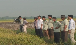 Gò Dầu: Mô hình chăn nuôi kết hợp và sản xuất lúa giống cho thu nhập khá