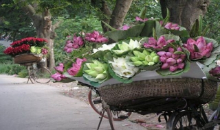 Những gánh hoa rong- duyên dáng Hà Nội