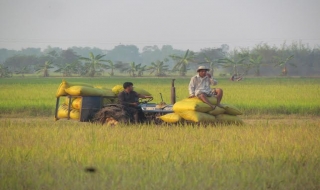 Trảng Bàng: Vượt kế hoạch gieo trồng vụ Đông xuân