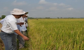 Châu Thành: Hội thảo đầu bờ tổng kết mô hình liên kết 4 nhà thâm canh lúa theo hướng VietGap