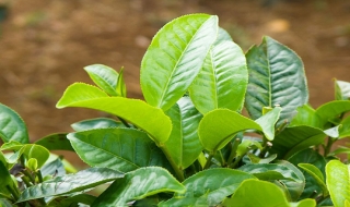 Lá chè xanh chữa bệnh