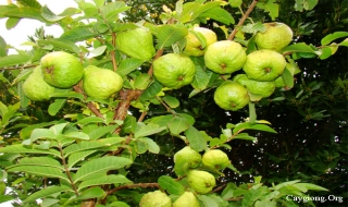 Tác dụng chữa bệnh của cây ổi