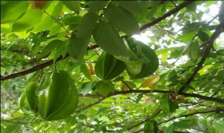 Gỏi khế cá khô đồng, ngũ vị món 1