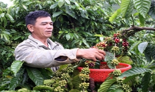 Xuất khẩu cà phê niên vụ 2013 - 2014 sẽ đạt 3 tỷ USD