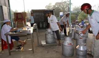 Trảng Bàng: Thu hoạch hơn 10.000kg sữa tươi mỗi ngày