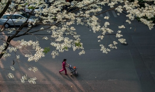 Hà Nội đẹp lãng mạn mùa hoa sưa