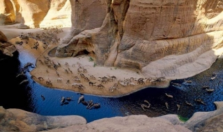 'Khách sạn” của lạc đà giữa sa mạc Sahara
