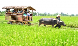 Nuôi trâu làm du lịch