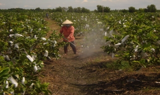 Thuốc bảo vệ thực vật- không phải cứ “xịt mù trời”